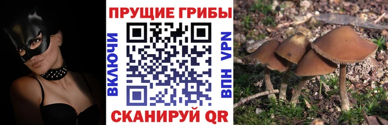 закладка  Ардон  kraken ССЫЛКА  Псилоцибиновые грибы мухоморы 